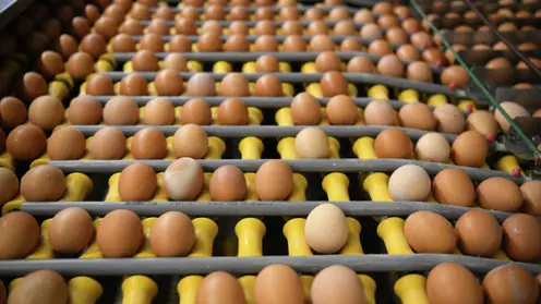 Якутская птицефабрика увеличит производство яиц до 100 млн в год
