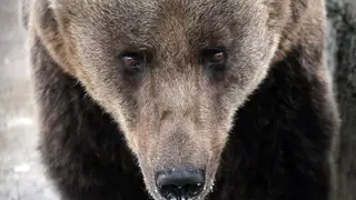 В Большемуртинском районе медведь задрал лесничего