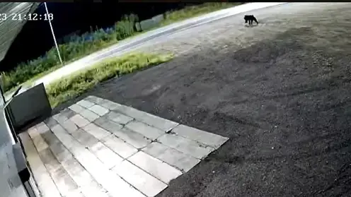Медведь с бидоном на голове бегает по селу в Приморье