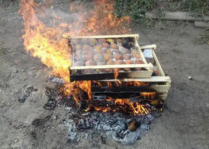 Около 2 тонн опасных персиков и груш уничтожили в Красноярске