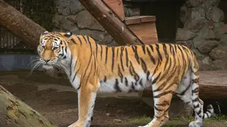 Красноярскому амурскому тигру привезли невесту