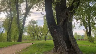 В Татышев-парке Красноярска спилят 20 тополей