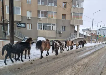 Жителя Якутии оштрафовали за безнадзорный выгул лошадей
