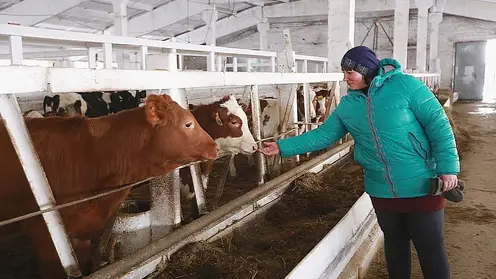 Молочным хозяйствам Красноярского края выделят 329,5 млн рублей субсидии