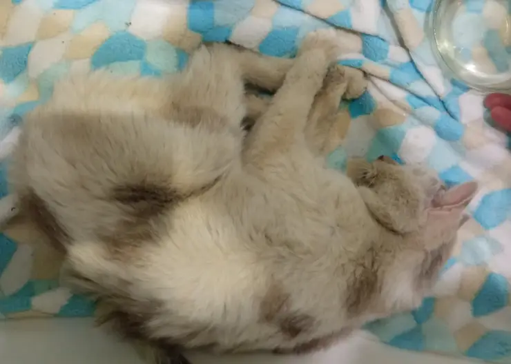 В Красноярске от истощения скончался кот, который месяц прожил в закрытой квартире без еды и воды