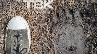 Житель Красноярска заметил медвежьи следы в районе «Гремячей гривы»