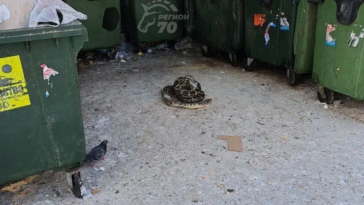 Жители Томска нашли около мусорных баков мертвого питона
