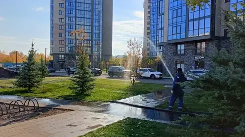 Более 5000 деревьев высадили в Красноярске за неделю