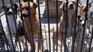 В Томской области собаки травятся неизвестным веществом и умирают 