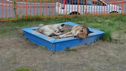 Около 6000 бездомных собак обитают в Красноярске