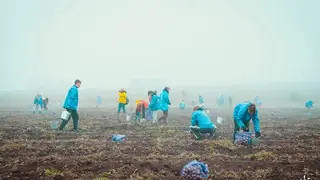 Ребята из трудового отряда главы города Красноярска собрали более 8 тонн картофеля