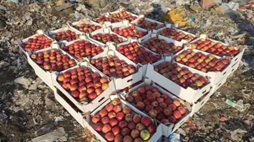 В Красноярске изъяли 570 килограммов яблок