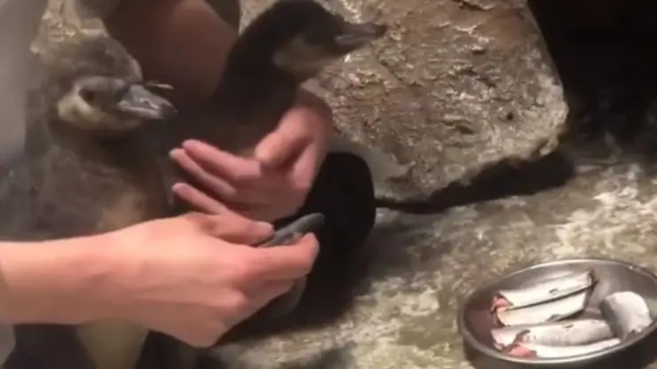 В Новосибирском зоопарке у пингвинов появилось двое малышей