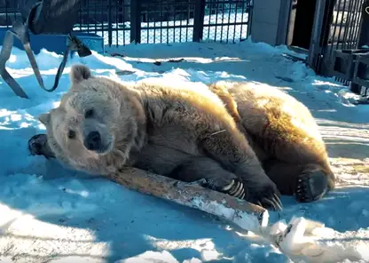 В «Роевом ручье» Красноярска  вышел из зимней спячки медведь Памир