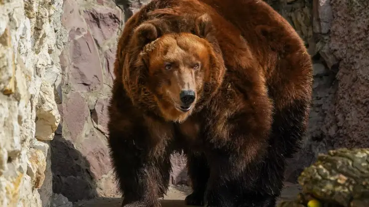 Медведя заметили в одном из дворов Красноярска