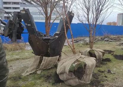 В Красноярске начали пересаживать деревья для строительства станции метро