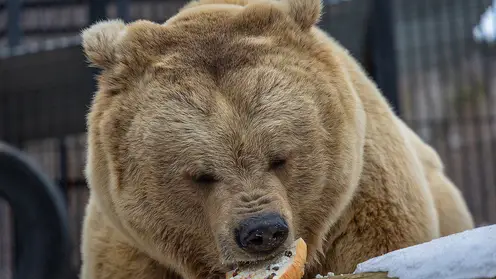 В красноярском «Роевом ручье» разбудили медведей и накормили бутербродами 