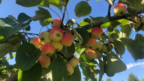 В красноярском Татышев-парке поспевают яблоки