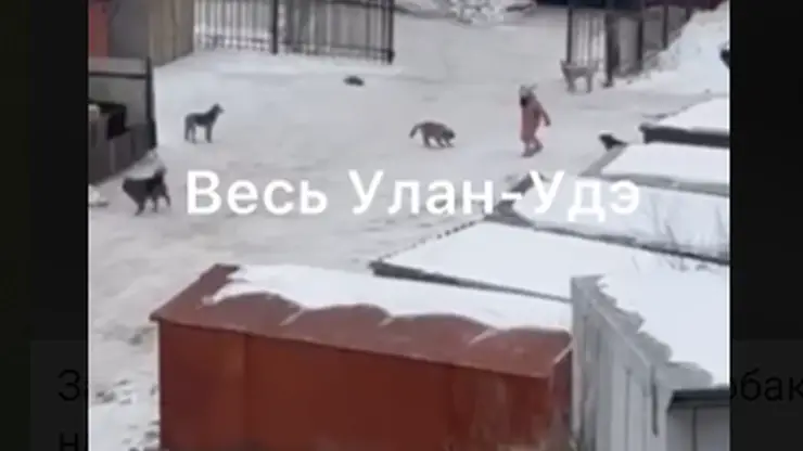 В Улан-Удэ стая собак около роддома напал на женщину
