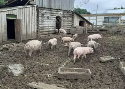 В Канском районе фермер вилами отбил от медведя стадо свиней