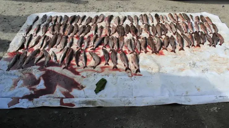 В Северо-Енисейском районе мужчину осудят за незаконную рыбалку