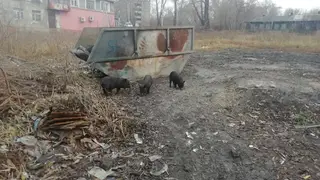 В Кемерово местные жители заметили маленьких кабанов около мусорки