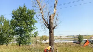 В Красноярске продолжают сносить засохшие деревья