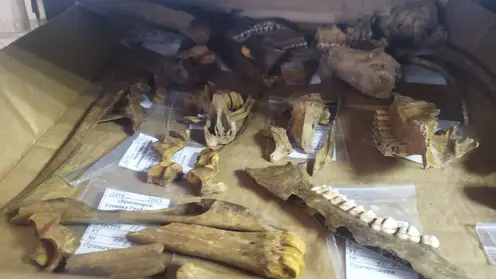 На стройплощадке новой поликлиники на Пашенном найдены древнейшие орудия труда и останки животных