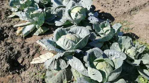 Около 1 тонны небезопасных овощей изъяли в Красноярском крае