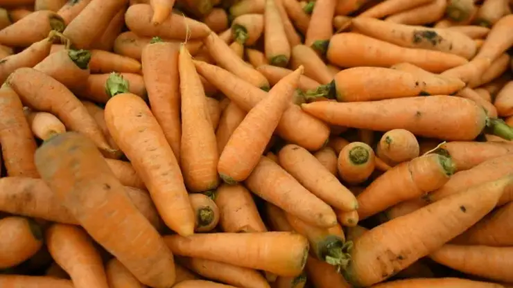 Международный день моркови. Рассказываем, как правильно ее садить