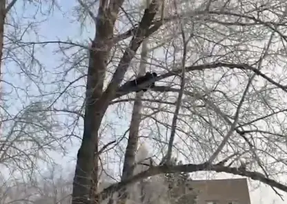 Омские следователи нашли подозреваемого на дереве
