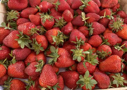 Более 670 тонн свежих овощей и фруктов ввезли в Красноярский край за последнюю неделю