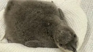 В Новосибирском зоопарке пингвины Гумбольдта стали родителями
