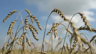 Канское предприятие будет экспортировать в Китай пшеницу и горох