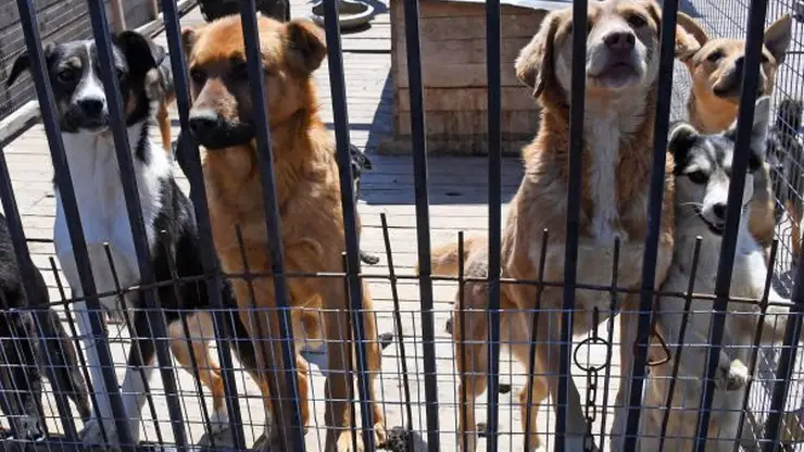 Полицейские из Иркутской области спасли пса с пулевым ранением 