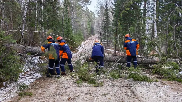 В Красноярском крае спасатели убирают с дорог упавшие деревья
