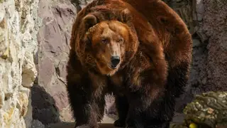 В Красноярском крае в районе посёлка Шахты заметили медведя