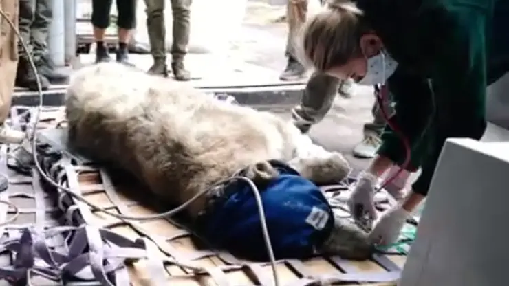 Раненая белая «медведица» из Красноярского края оказалась самцом