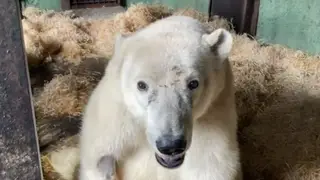 Белый медведь Диксон никогда не сможет ходить