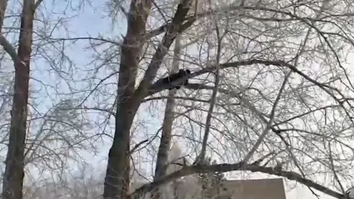 Омские следователи нашли подозреваемого на дереве