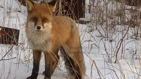 В Красноярском крае лисица встретилась с людьми на кладбище 