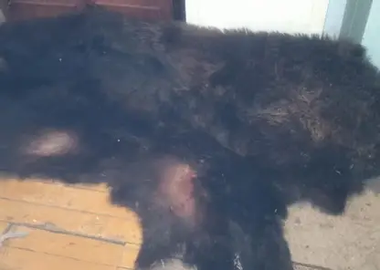 В Красноярском крае вынесли приговор мужчине, застрелившему медведя