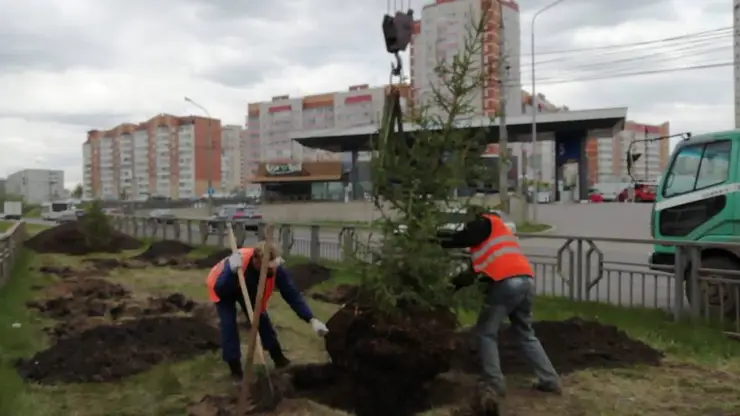 В Красноярске на пр. Комсомольский высаживают ели