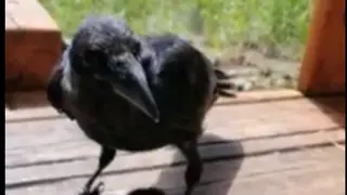 В эко-парке «Гремячая грива» в Красноярске появились дружелюбные вороны