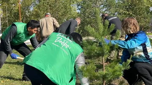 Более 3600 деревьев высадили в Кировском районе Красноярска