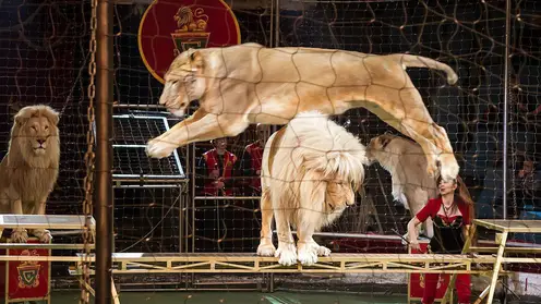 Умершего льва из зоопарка Новосибирска переработали в муку