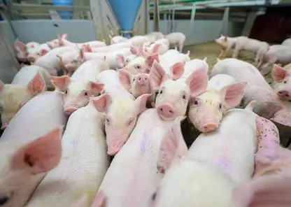 Компания «Сибагро» восстанавливает свинокомплекс в Назаровском районе
