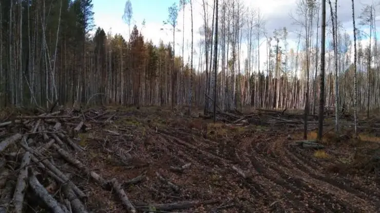 3 года лишения свободы получил мужчина из Иланского района за незаконную вырубку леса на 108 млн рублей