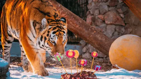 В красноярском зоопарке тигра поздравили с восточным Новым годом тортом из мяса и яиц