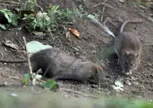 Крысы атаковали двор в Ленинском районе Красноярска